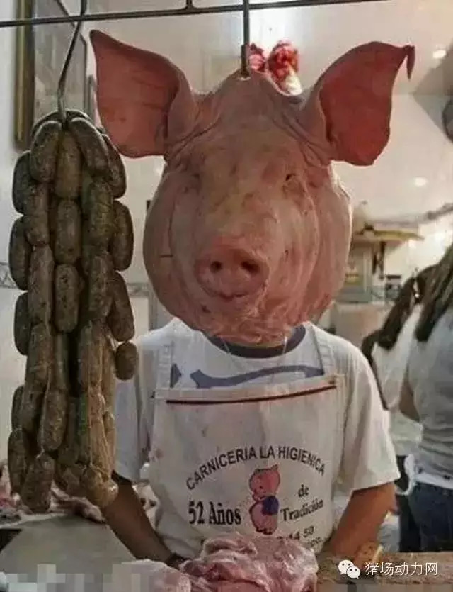 十张关于猪的爆笑图片,第一张我就没忍住!