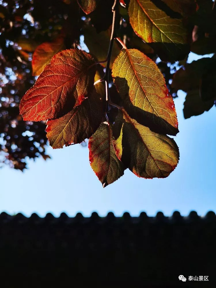 又是一载芳华逝,万山夕晚,叶疏黄,千里风吹,白苹断水.