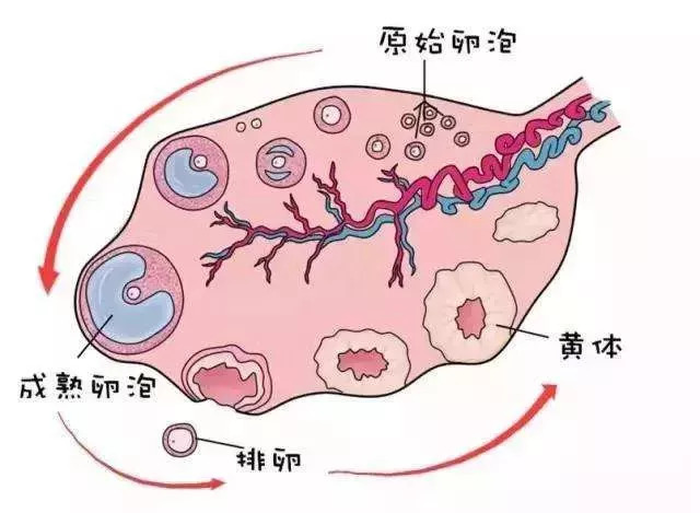 卵泡不长怎么办