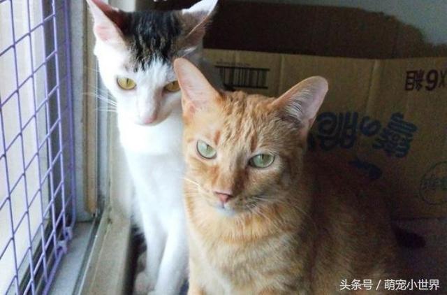 猫咪怎么搭脚最好_猫咪怎么画简笔画图片