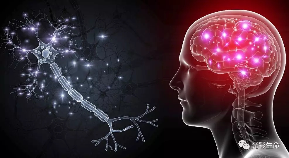 别怕记忆力差会衍变为老年痴呆干细胞可以拯救金鱼般的脑神经