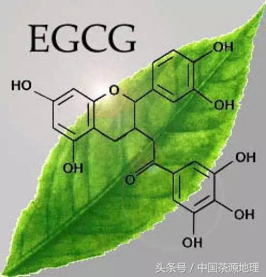 茶中的茶多酚生物碱氨基酸等你真的认识对了吗