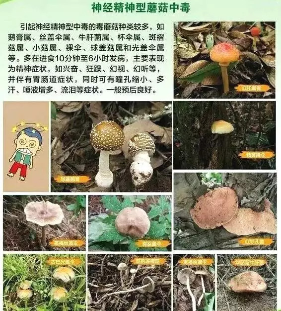 不采,不卖,不买,不食野生蘑菇,慎防中毒!_有