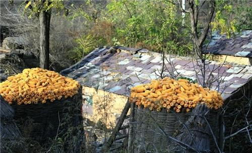 成语什么食即是_成语故事图片