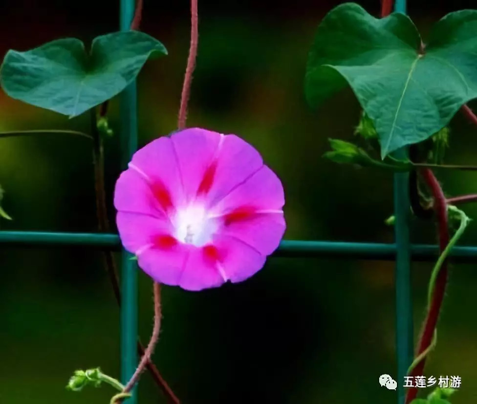 牵牛花,通称喇叭花,系一年生缠绕