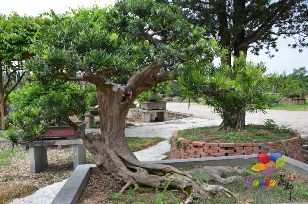 生态花都!这里的盆景各具特色,千姿百态,"绽放"成风景