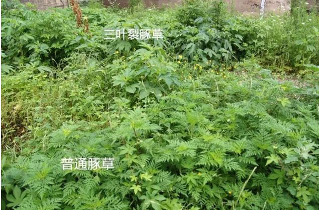 注意娄底发现外来入侵植物豚草专家提醒市民接触要小心