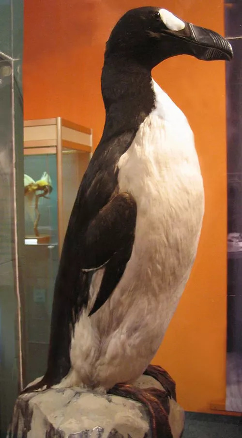 英文里,penguin一词,不仅记录了企鹅的萌萌哒,也见证了大海雀的兴衰.