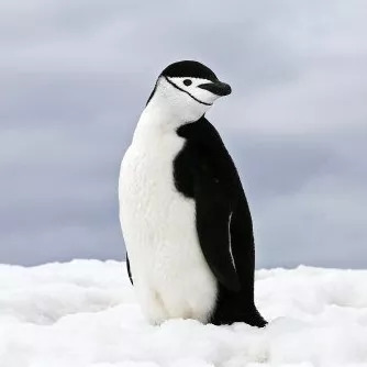 BBC拍到了会飞的企鹅！颠覆认知的动物原来长这样……