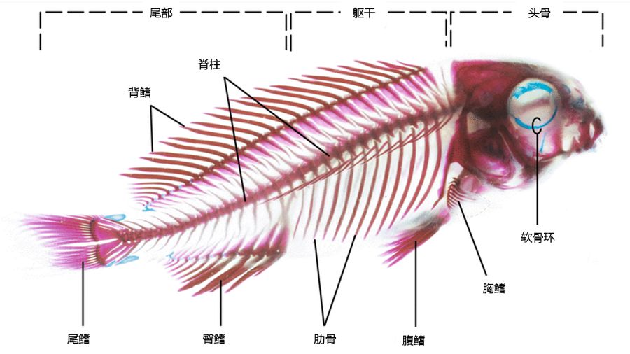 全国中学生物竞赛要剖的这种鱼你可能都找不到它的大脑