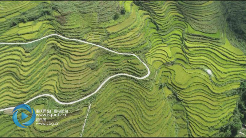 重庆丰都:高山水稻临近丰收 梯田风光美如画_栗子乡