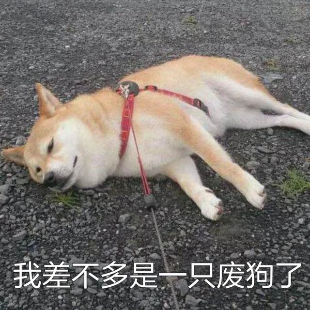 柴犬表情包:你再捏我脸我和你急