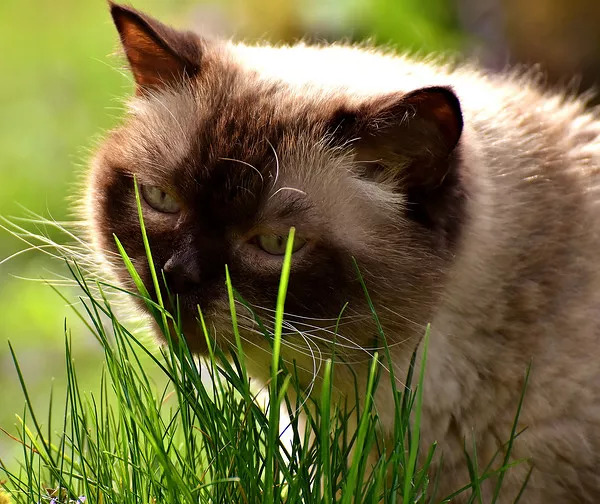 猫为什么吃草?