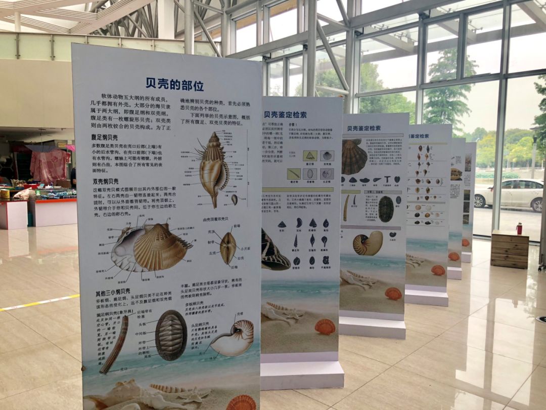 神奇的生物多样性海螺科普展开展啦