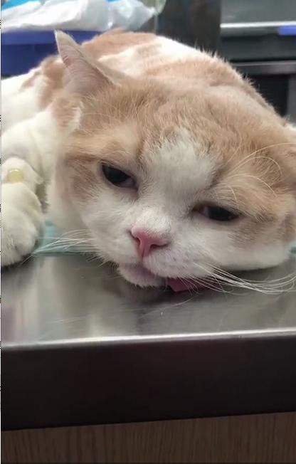 做完绝育的橘猫生无可恋地躺在手术台上,委屈的样子简直萌翻了!