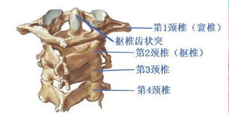 罗氏正骨治疗颈椎寰枢关节脱位的病因病理