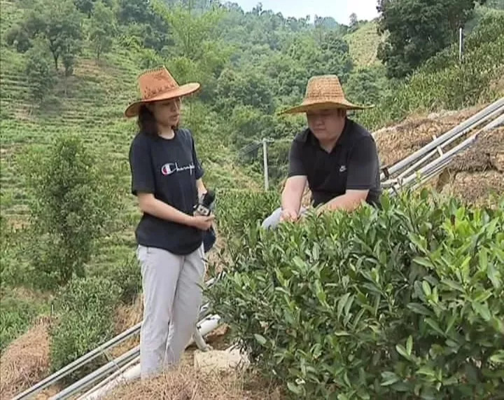 80后茶农王淦强打造高质量的梅县绿茶