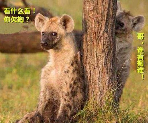 鬣狗為什麼被稱為非洲「二哥」？ 網友的評價亮了 萌寵 第6張