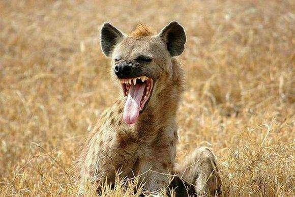鬣狗為什麼被稱為非洲「二哥」？ 網友的評價亮了 萌寵 第1張