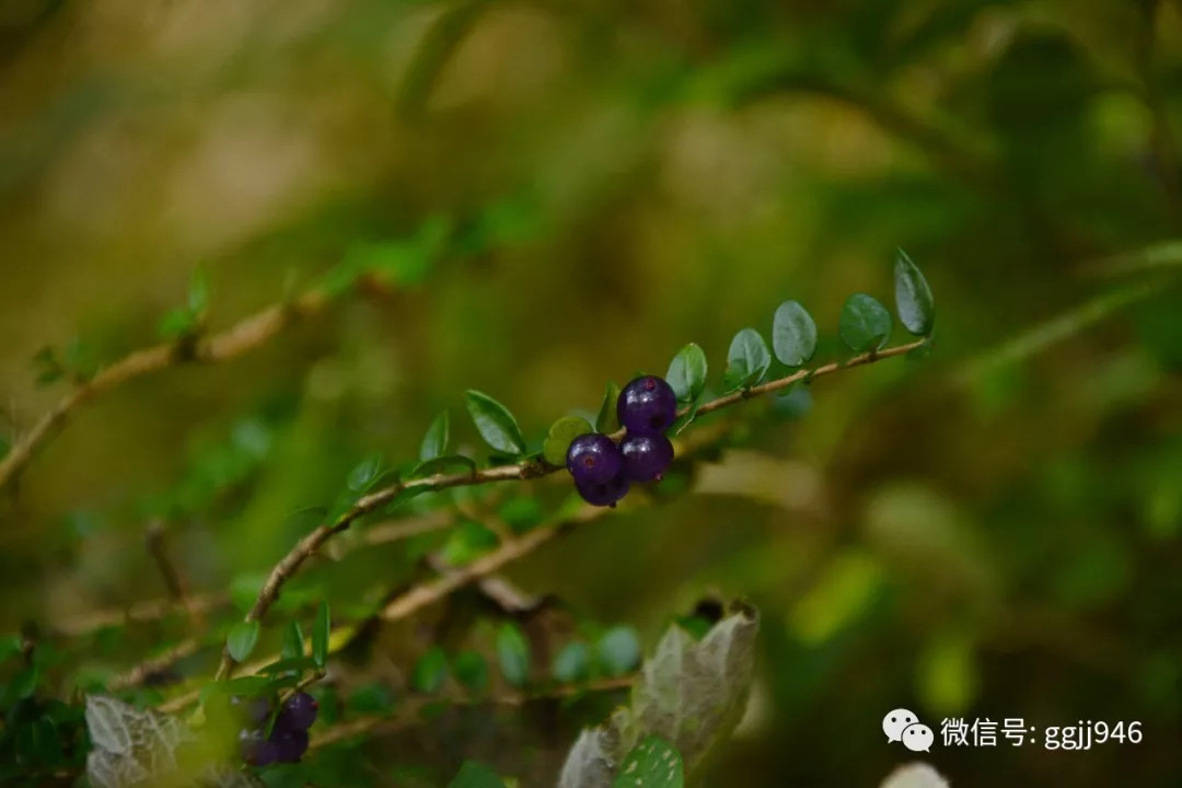 远不能跟折多山上的唐古特忍冬相比,虽然不如它甜,但樱桃般的口感和红