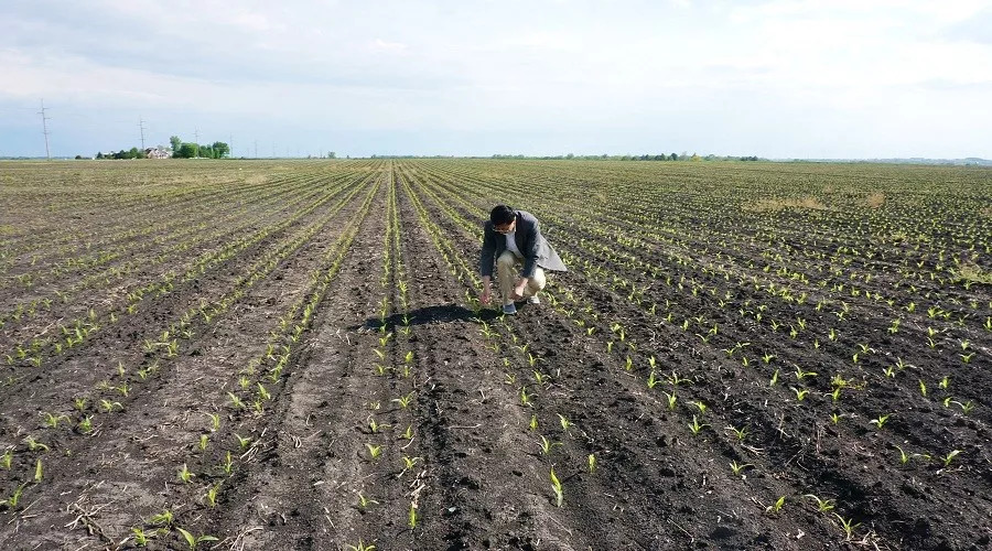 cornwell农场玉米宽窄行种植模式