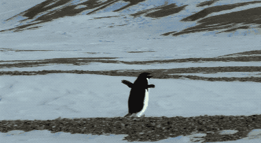 BBC拍到了会飞的企鹅！颠覆认知的动物原来长这样……