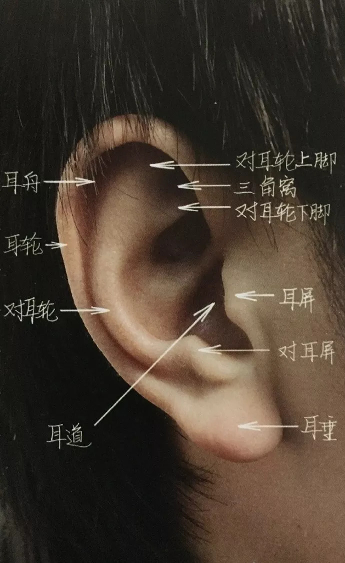 耳朵结构讲解