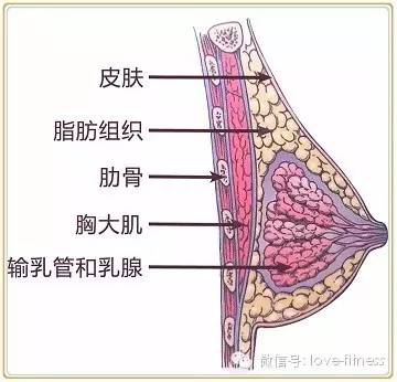 新闻首页 北京赛车  有研究显示,女性跑步1500米,乳房就摇动135米.