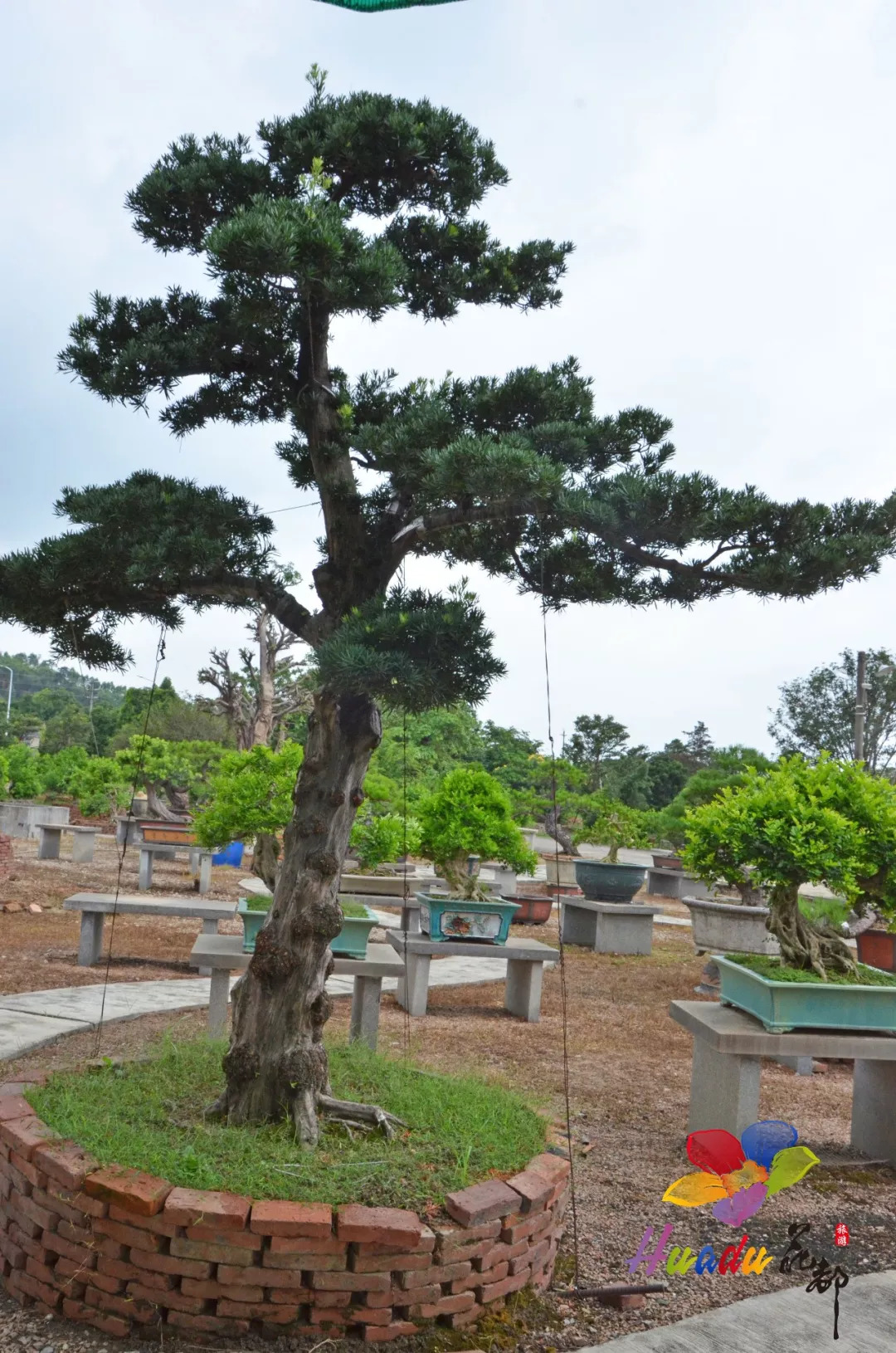 生态花都!这里的盆景各具特色,千姿百态,"绽放"成风景