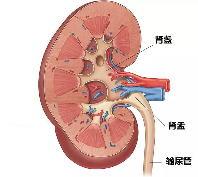 的泌尿管道包括滤水系统—肾脏(其中包括集水容器—肾盏和肾盂)