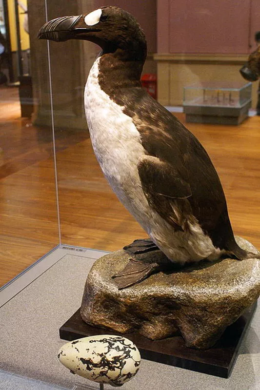 博物馆们决定要为保护大海雀尽一份力: 它们出高金悬赏大海雀标本