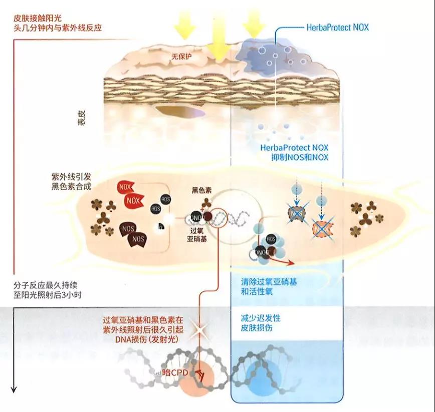 紫外线照射在人体皮肤上发生的反应过程