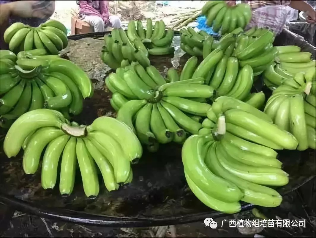 香蕉病害高清图集（持续更新）_191农资人 - 农技社区服务平台