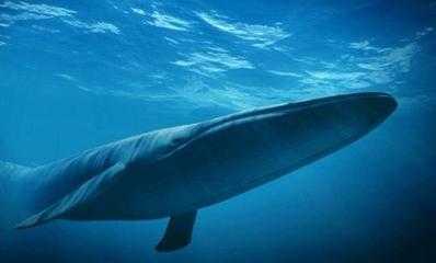 藍鯨是個頭最大的動物，其實也是聲音最大的動物，發聲比飛機還大 科技 第6張