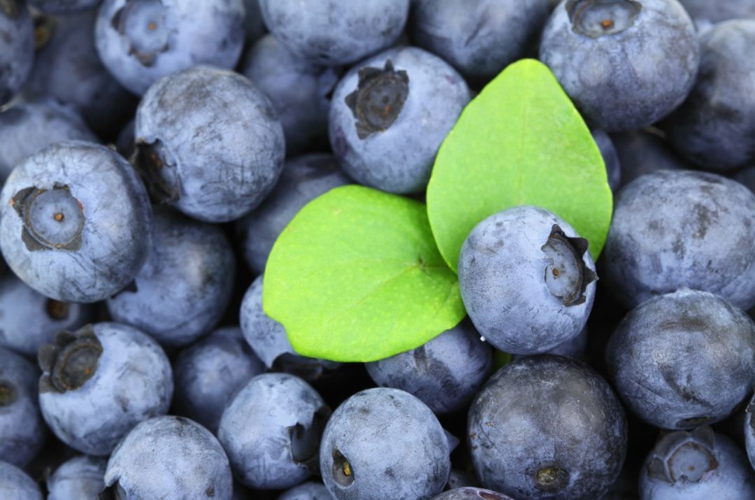 野生蓝莓和种植蓝莓有什么营养区别吗?
