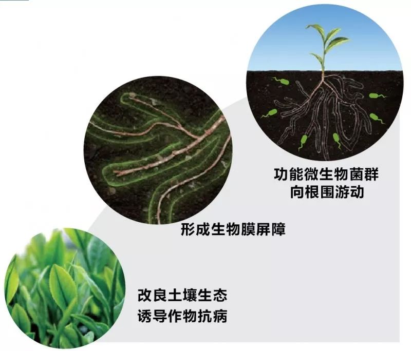 促进土壤有机质的转化,同时有益微生物产生的多种抑菌活性物质,能够