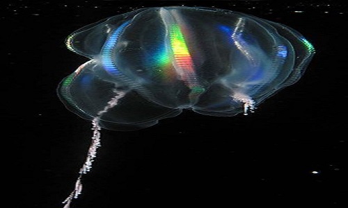 5,带状栉水母(cestum weneris)在深海中,你会看到闪闪发光的水晶彩带