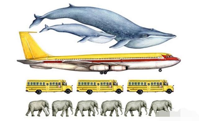 藍鯨是個頭最大的動物，其實也是聲音最大的動物，發聲比飛機還大 科技 第1張