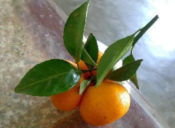 橘子渾身都是寶，聰明的人連橘子皮、橘子葉也不浪費，教你怎麼吃 健康 第3張