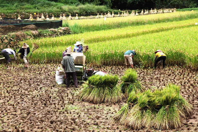 峨山桃李谷稻香鱼肥庆丰收