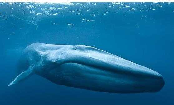 藍鯨是個頭最大的動物，其實也是聲音最大的動物，發聲比飛機還大 科技 第7張