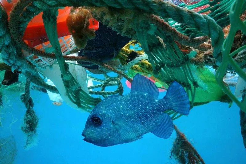 24岁小伙发明“清理神器” 5年欲清9000亿件海洋塑料垃圾_博扬·斯拉特