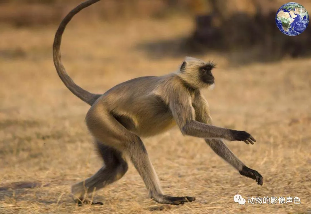 这种猴子的尾巴是自己身体的两倍长还长得眉清目秀