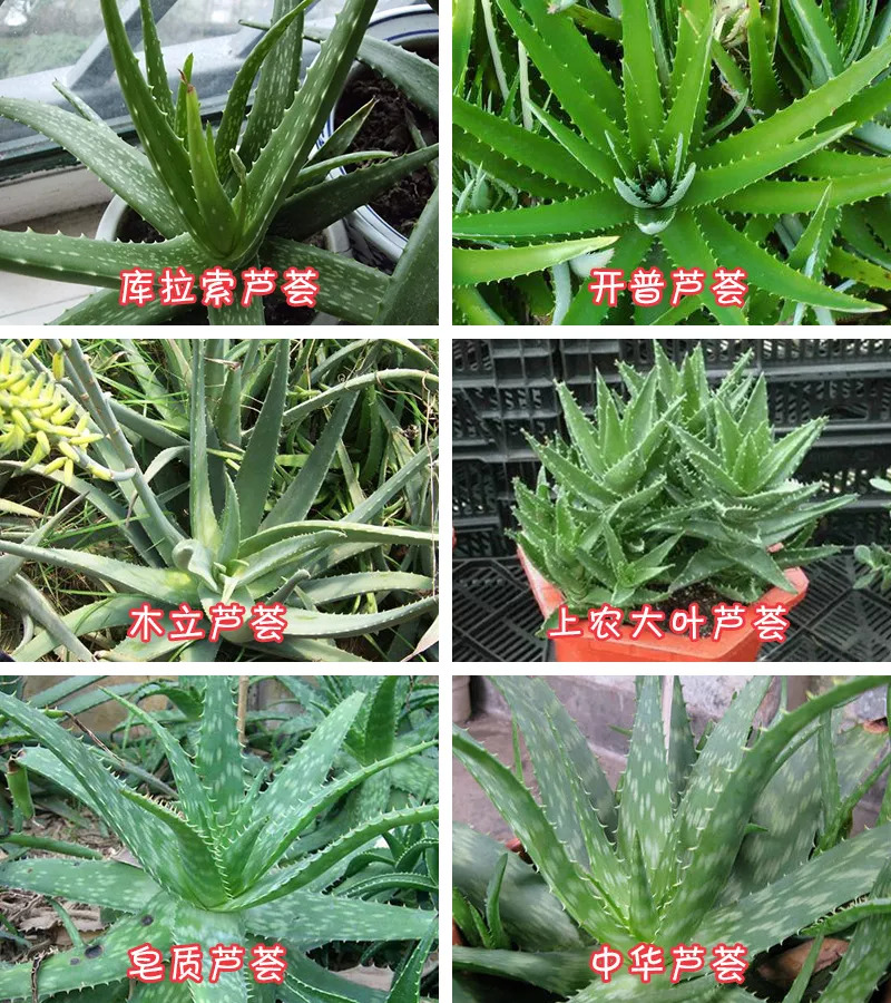 例如中华芦荟,木立芦荟,库拉索芦荟,开普芦荟,皂质芦荟等8种.