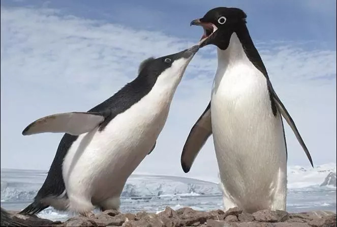 请问:用了这么多年的qq,它属于以下哪个品种的企鹅?