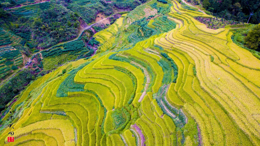 福建大田·均溪和丰村的梯田美若金色丝带!_周田乡