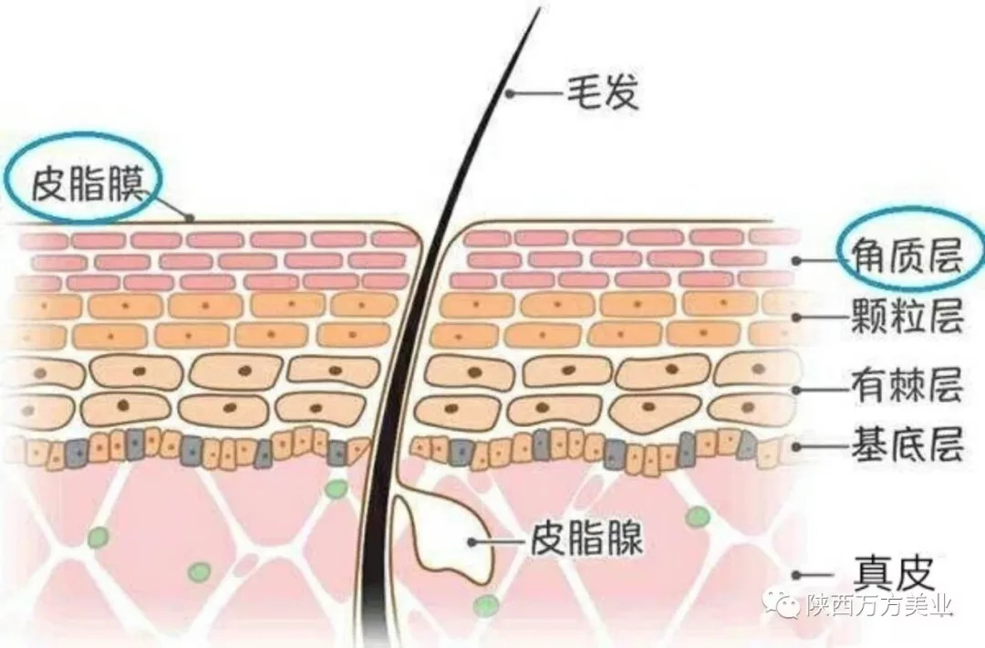 身体锁不住水分怎么办