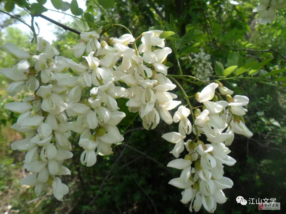 江山有声文学|又到槐花飘香时