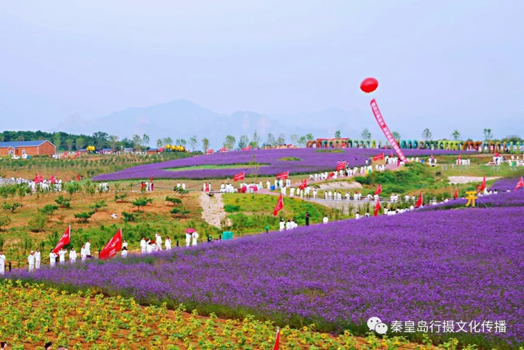 绝美花海上演震撼大片!