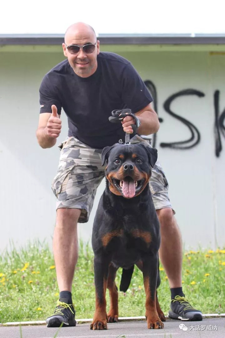 2018年德国adrk罗威纳本部展成年公犬组冠军vico von